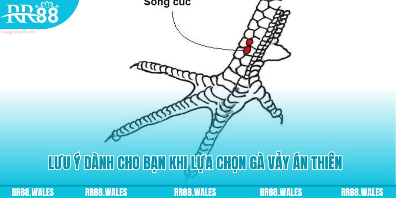 how to play roulette at casino